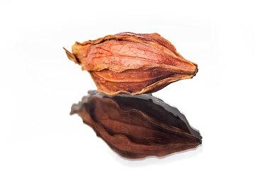 《New宝可梦随乐拍》免费更新3个区域20只宝可梦